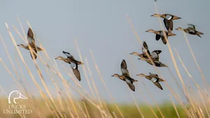Ducks In Flight Over Wetlands Wallpaper