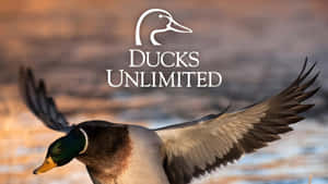 Ducks Unlimited Conservation Efforts Wallpaper