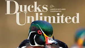 Ducks Unlimited Conservation Efforts Wallpaper