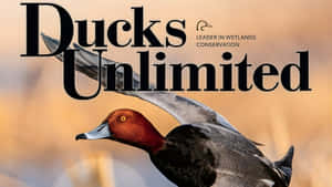 Ducks Unlimited Conservation Efforts Wallpaper
