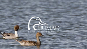 Ducks Unlimited Conservation Efforts Wallpaper