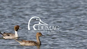 Ducks Unlimited Conservation Efforts Wallpaper