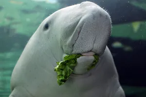 Dugong_ Eating_ Lettuce_ Underwater.jpg Wallpaper