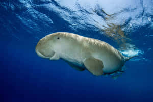 Dugong Swimming Underwater Wallpaper