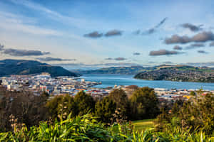 Dunedin Cityscapeand Harbor View New Zealand Wallpaper