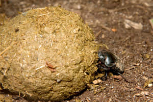 Dung Beetle Hardat Work.jpg Wallpaper
