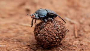 Dung Beetle Hardat Work.jpg Wallpaper
