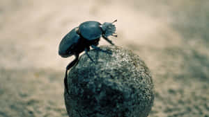 Dung_ Beetle_on_ Ball.jpg Wallpaper