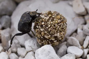 Dung_ Beetle_ Rolling_ Ball Wallpaper