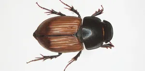 Dung Beetle Specimen Wallpaper