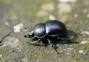 Dung Beetleon Ground Wallpaper