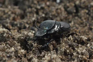 Dung Beetleon Soil Wallpaper