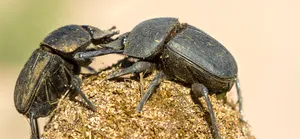 Dung Beetleson Ball Wallpaper