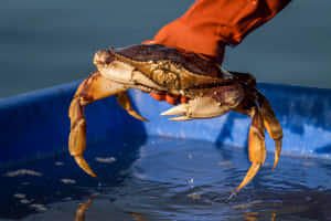 Dungeness Crab Heldin Gloved Hand Wallpaper