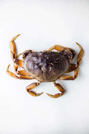 Dungeness Crab Top View Wallpaper