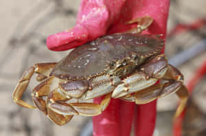 Dungeness Crabin Gloved Hand Wallpaper