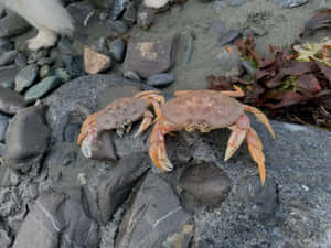 Dungeness Crabson Rocky Shore Wallpaper