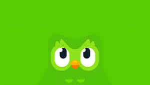 Duolingo Owl Mascot Wallpaper