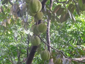 Durian Fruit In Southeast Asian Plantation Wallpaper