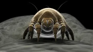 Dust_ Mite_ Closeup Wallpaper