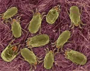 Dust Mites Microscopic View Wallpaper