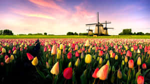 Dutch Windmilland Tulip Field Sunset Wallpaper