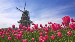 Dutch Windmilland Tulips Wallpaper