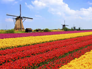 Dutch Windmillsand Tulip Fields Wallpaper