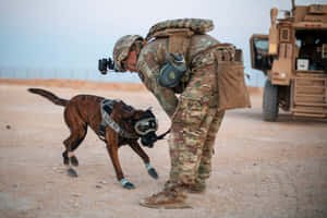 Dutiful Army Dog In Command Wallpaper