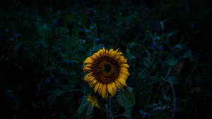 Dying Sunflower Laptop Wallpaper