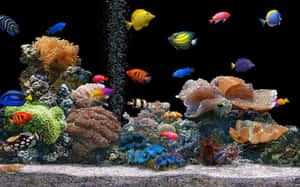 Dynamic 3d Fish Swimming In Crystal Clear Water Wallpaper