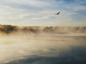 Eagle Birds In Nature Wallpaper