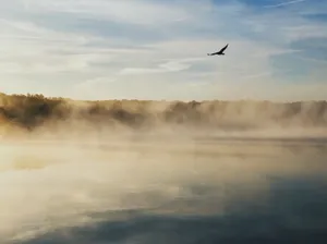 Eagle Birds In Nature Wallpaper