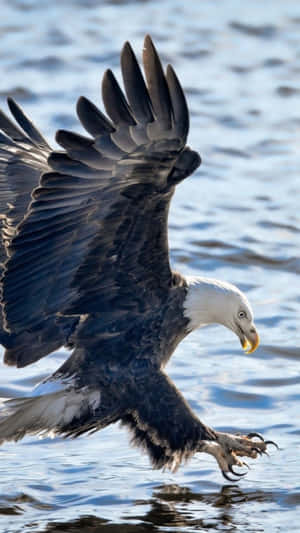 Eagle Hunting Iphone Wallpaper