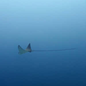 Eagle Ray Gliding Through Blue Waters Wallpaper