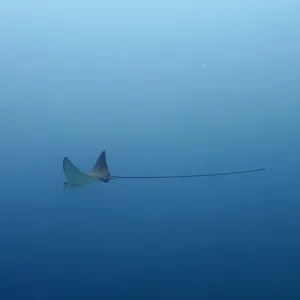 Eagle Ray Gliding Through Blue Waters Wallpaper