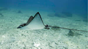 Eagle Ray Gliding Underwater.jpg Wallpaper