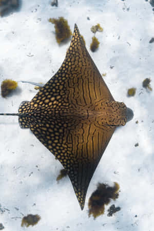 Eagle Ray Over Sandy Bottom Wallpaper