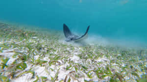 Eagle Ray Over Seagrass Bed Wallpaper