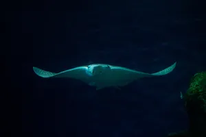 Eagle Rayin Deep Blue Wallpaper