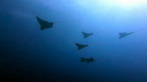 Eagle Rays Gliding Through Ocean Depths Wallpaper