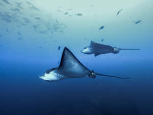 Eagle Rays Gliding Through Ocean Depths Wallpaper