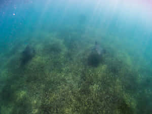 Eagle Rays Over Seagrass Bed Wallpaper