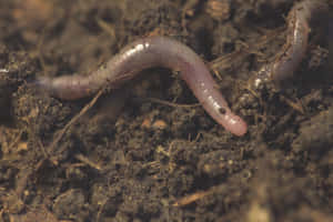 Earthworm In Soil.jpg Wallpaper