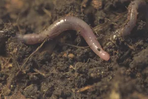 Earthworm In Soil.jpg Wallpaper