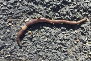 Earthwormon Asphalt Wallpaper