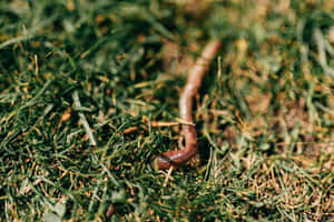 Earthwormon Grass Wallpaper