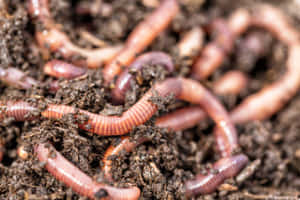 Earthworms In Soil Wallpaper