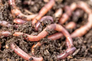 Earthworms In Soil Wallpaper