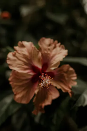 Earthy Toned Hibiscus Flower Wallpaper